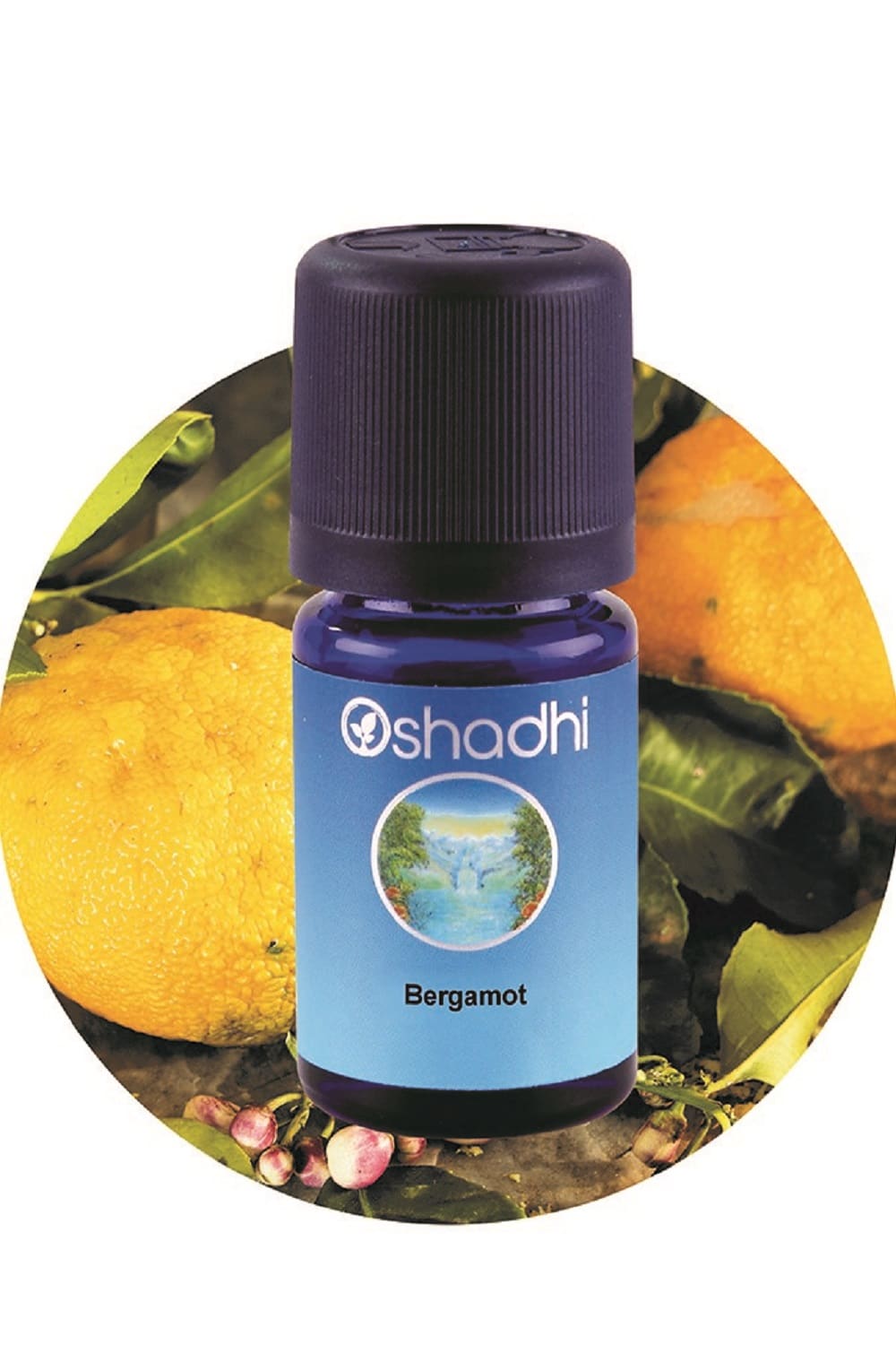 Bergamot-1.jpg