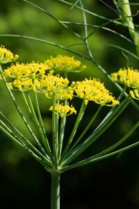 apteegitill 1000x1500