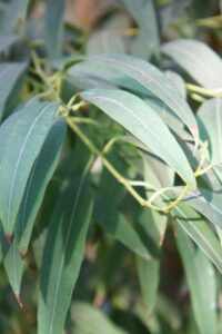 eucalyptus radiata 1000x1500 (1)