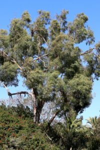 eucalyptus radiata 1000x1500