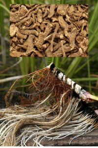 harilik kalmus 1000x1500 (1)