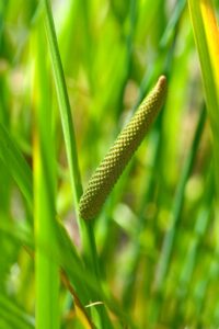 harilik kalmus 1000x1500