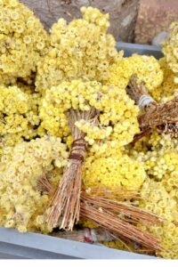 helichrysum italicum 1000x1500 (1)