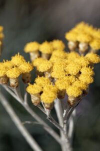 helichrysum italicum 1000x1500