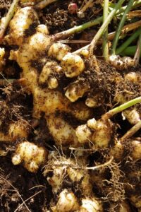 ingver 1000x1500 (1)