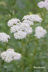 kristallisprei-klaarsus-lisa (4)