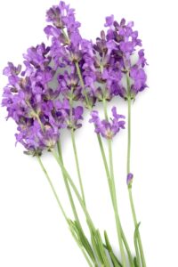 lavendel 1000x1500 (1)