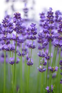 lavendel 1000x1500