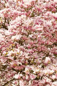 mangoolia 1000x1500 (1)