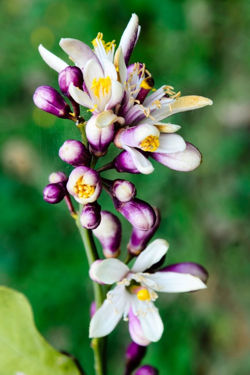 neroli-katekreem-klaarsus