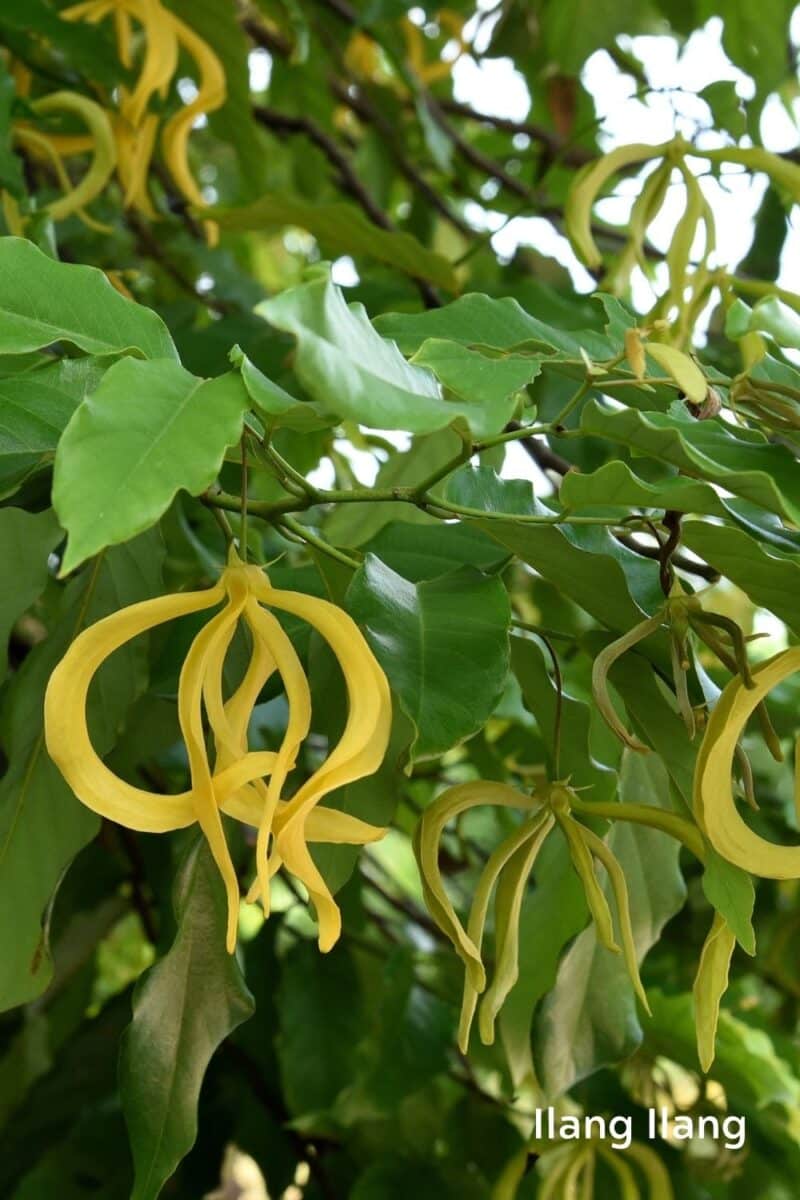 ylang-ylang-puhastuspiim-oshadhi