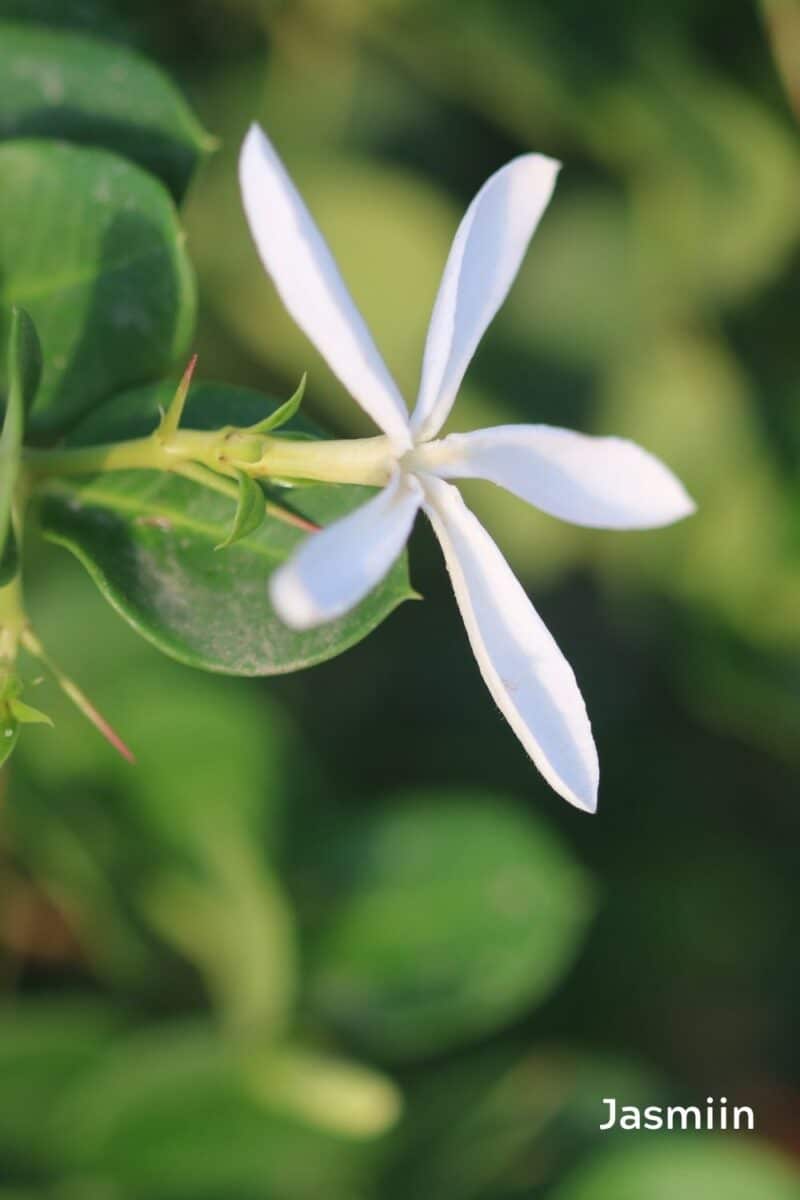 jasmiin-katekreem-klaarsus-oshadhi