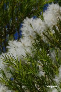 talvest taastumine 1000x1500 (1)