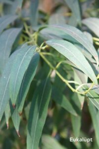 talvest taastumine 1000x1500 (2)