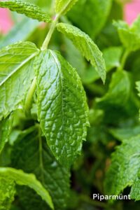 talvest taastumine 1000x1500 (3)