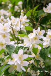 tsakralohn-1-klaarsus (1)