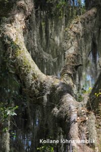 tsakralohn-1-klaarsus (2)