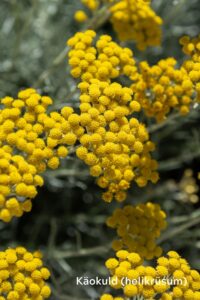 tsakralohn-1-klaarsus (4)