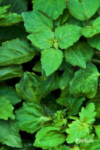 tsakralohn-1-klaarsus (6)