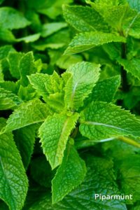 tsakralohn-6-klaarsus (2)