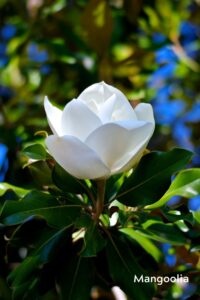 tsakralohn-6-klaarsus (3)