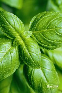 tsakralohn-7-klaarsus (3)