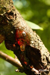 tsakralohn-7-klaarsus (4)