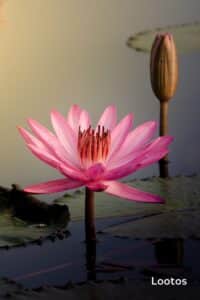 tsakralohn-7-klaarsus (5)