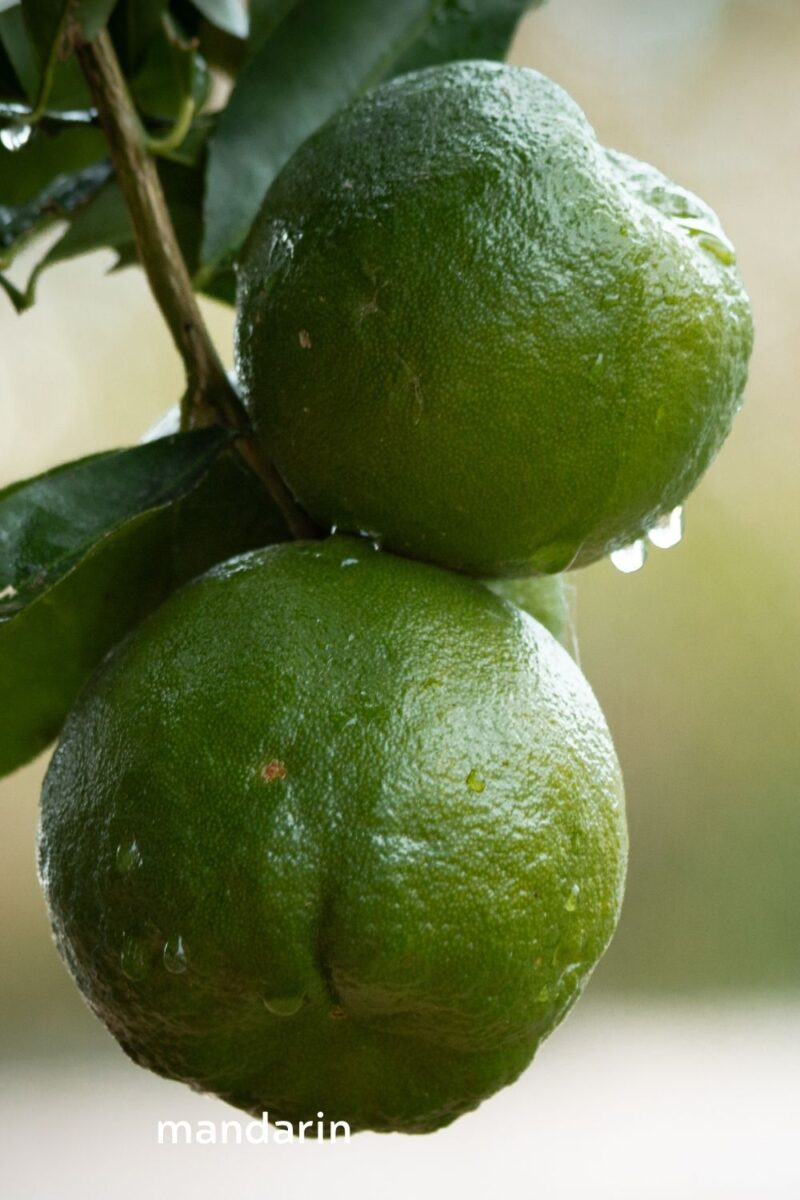 apelsinisalu-oshadhi-klaarsus-2
