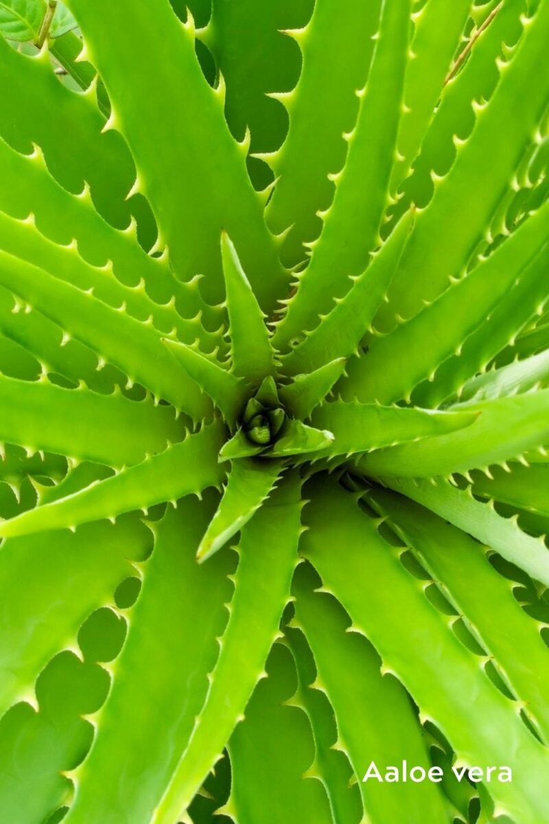 katekreem-oshadhi-aaloe-vera-klaarsus