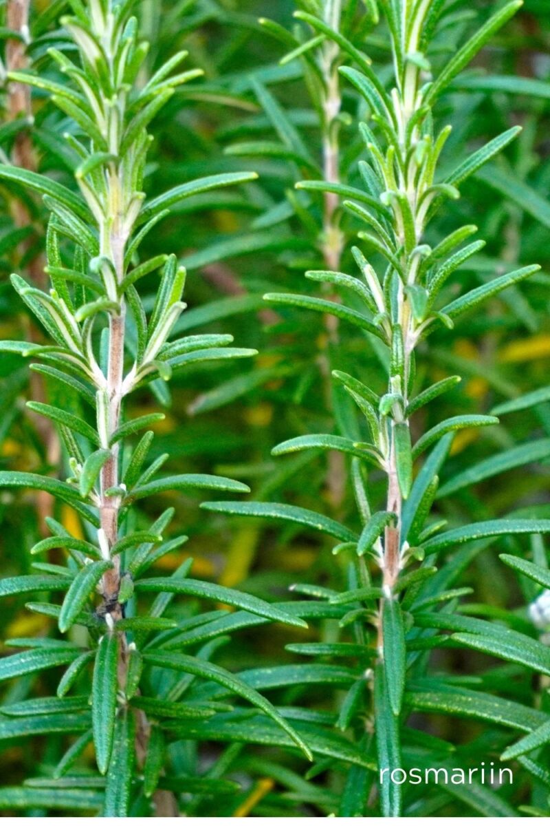 puhastus-oshadhi-klaarsus-4