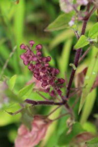 tulsi 1000x1500 (2)