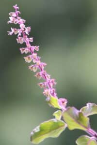 tulsi 1000x1500 (3)