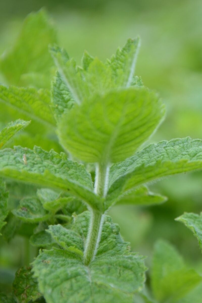 meliss-oshadhi-klaarsus-1