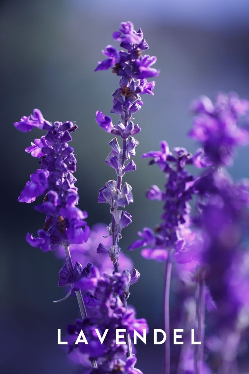vaaekee-taimevaimud-lavendel