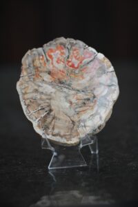 plaat-kivistunud-puit-vaike-klaarsus (2)