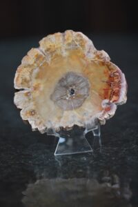plaat-kivistunud-puit-vaike-klaarsus (3)