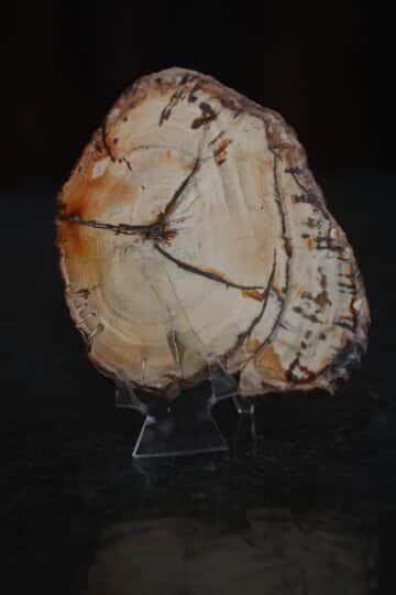 plaat-kivistunud-puit-vaike-klaarsus-5