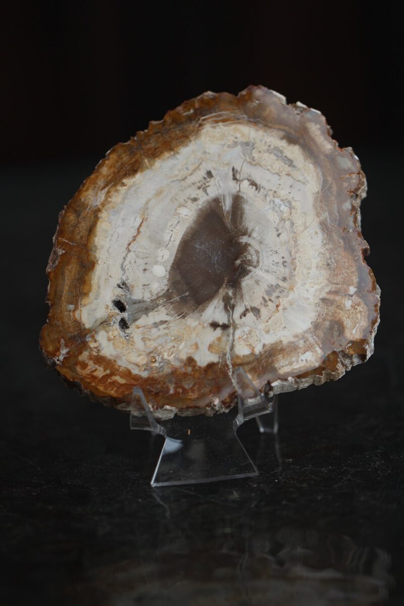 plaat-kivistunud-puit-vaike-klaarsus-6