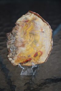 plaat-kivistunud-puit-vaike-klaarsus (7)