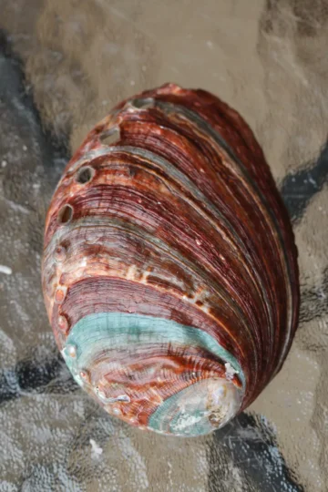 abalone-merekarp-klaarsus-3