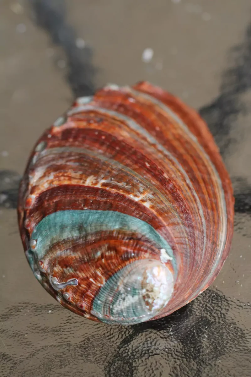 abalone-merekarp-klaarsus-4